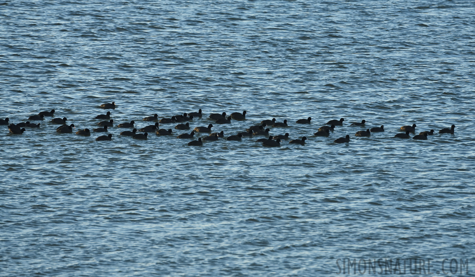 Fulica atra atra [400 mm, 1/1250 Sek. bei f / 8.0, ISO 1600]